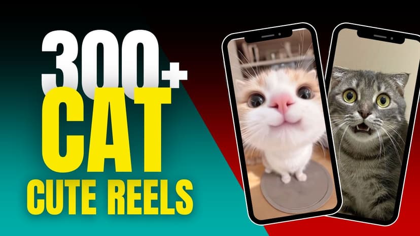 300+ Cute Cat Reels / Short Video Bundle